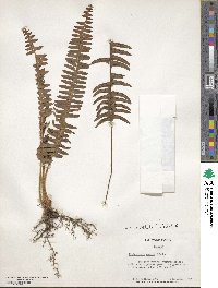 Nephrolepis exaltata image
