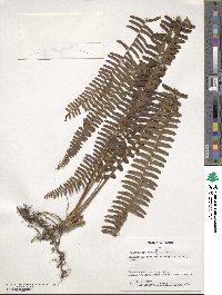 Nephrolepis exaltata image