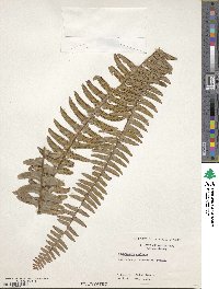 Nephrolepis exaltata image