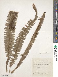 Nephrolepis undulata image