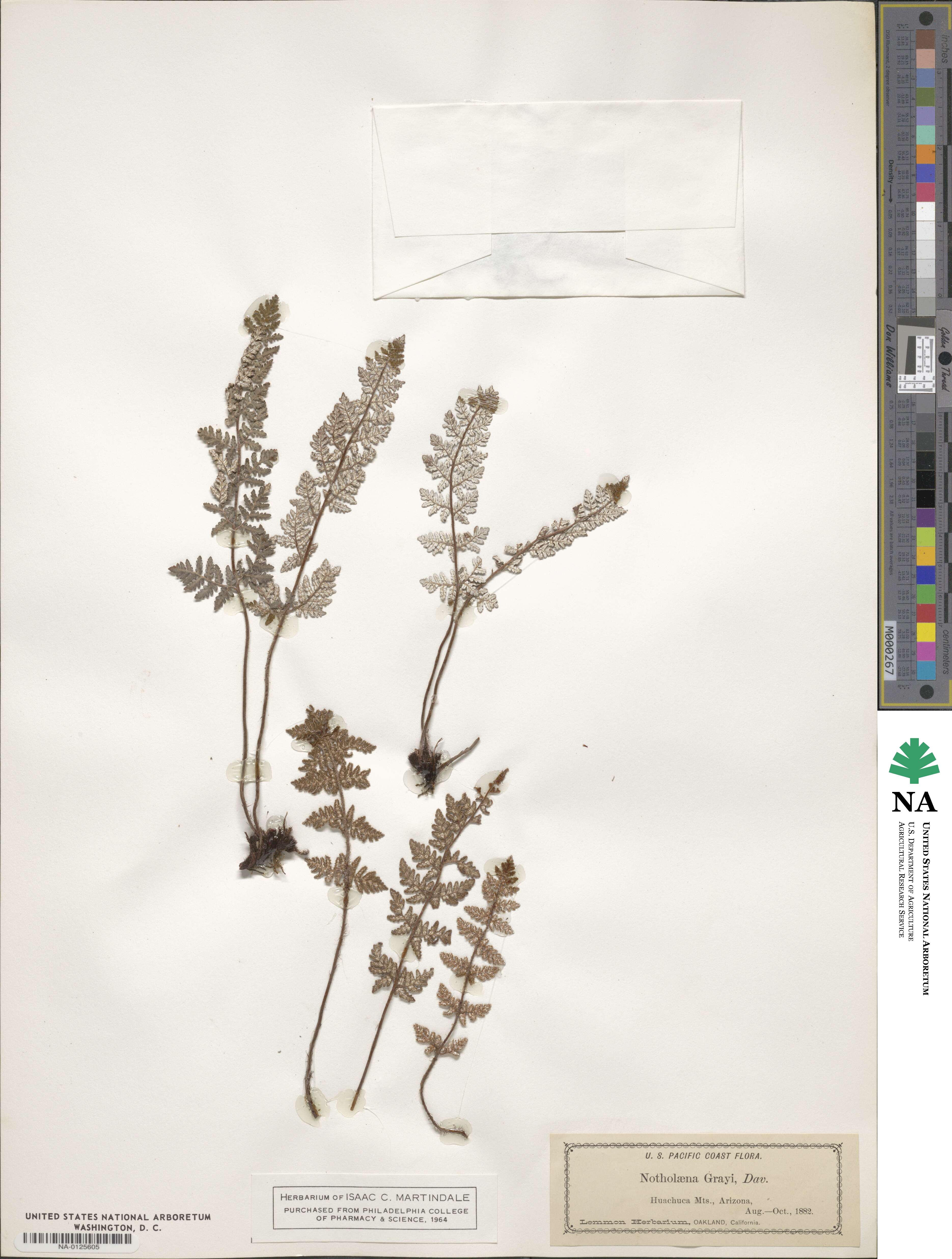 Notholaena grayi image