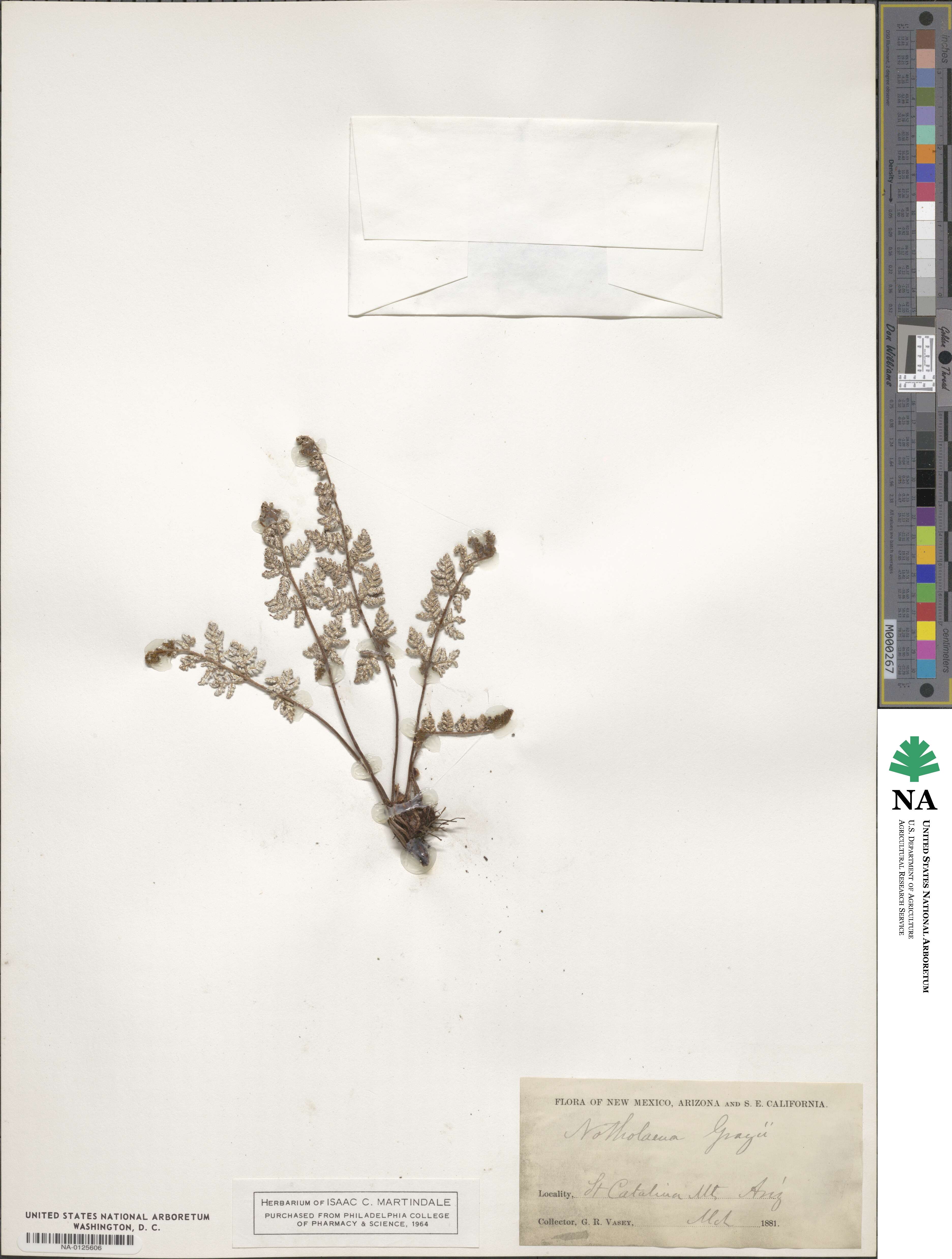 Notholaena grayi image