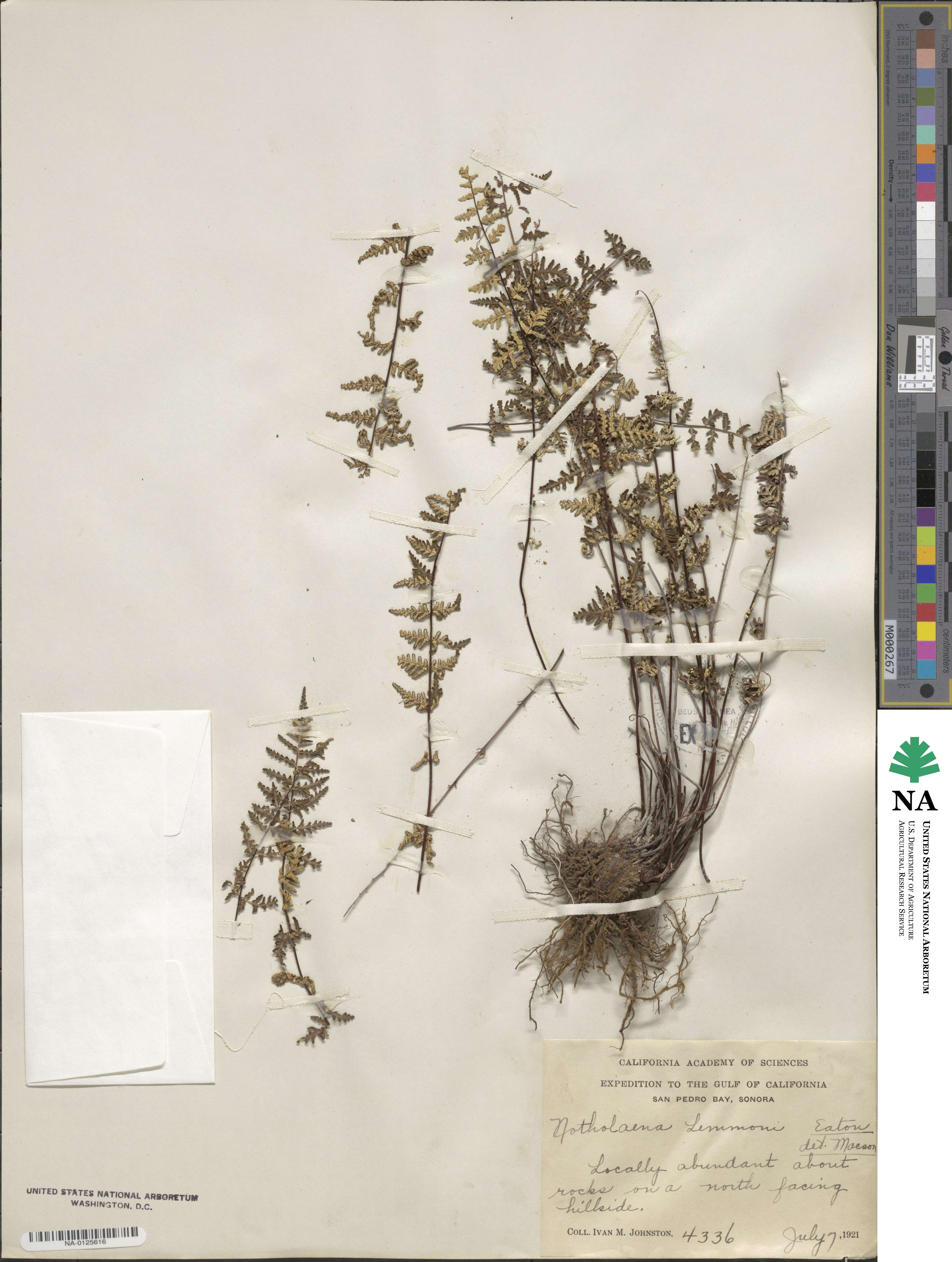 Notholaena lemmonii image