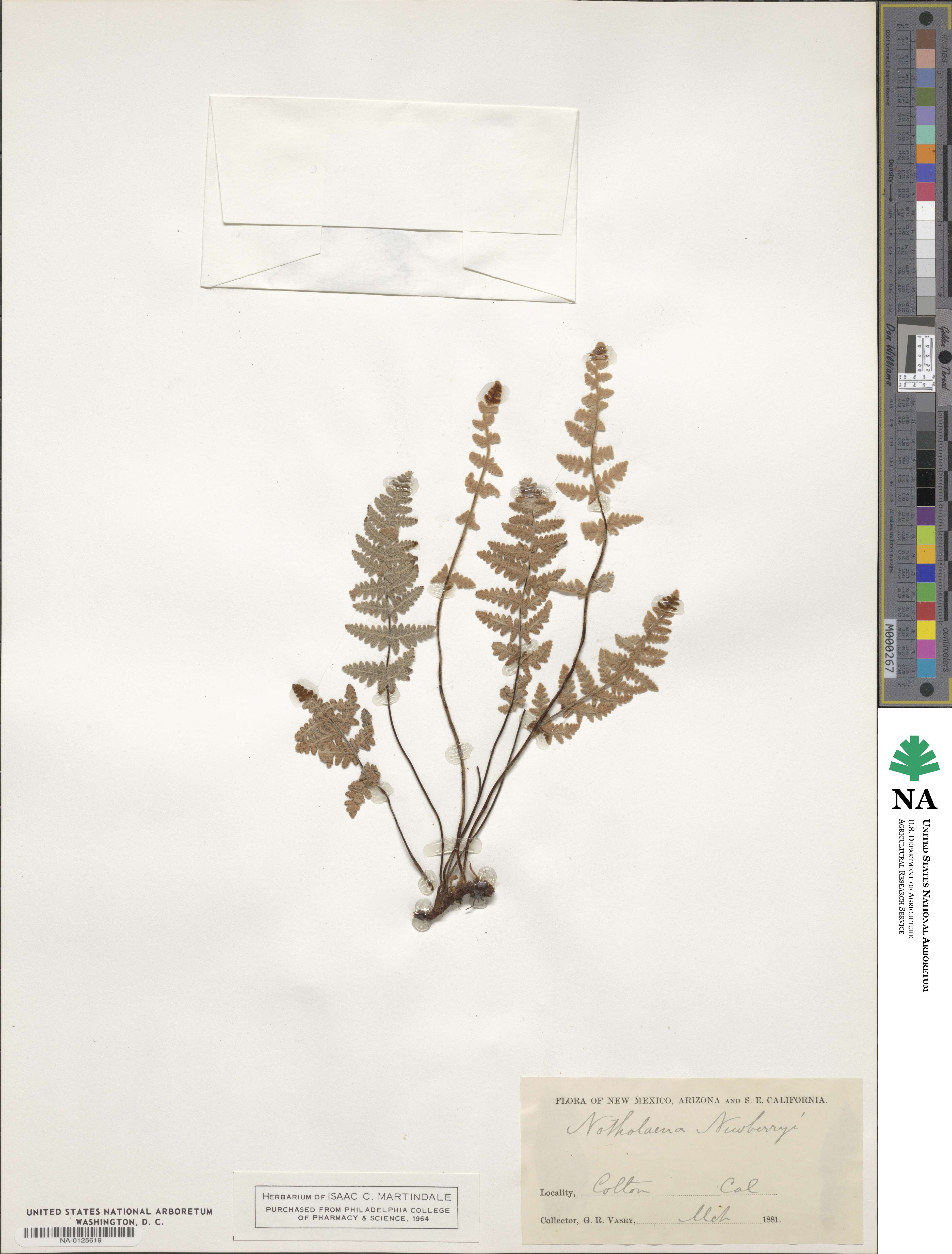 Myriopteris newberryi image
