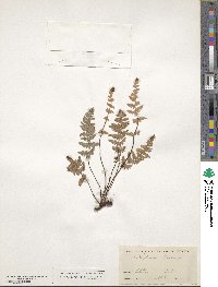 Myriopteris newberryi image
