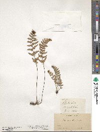 Myriopteris newberryi image