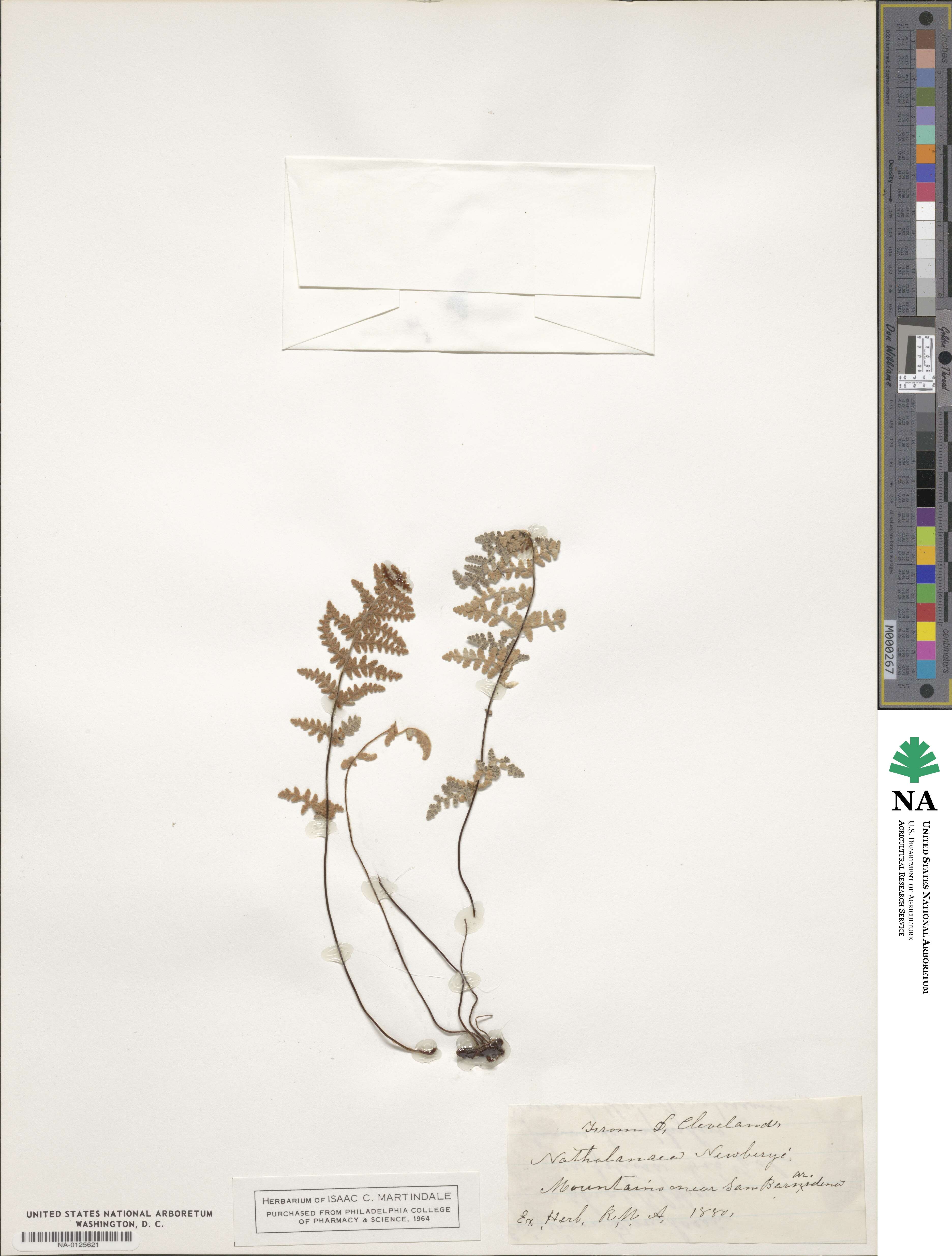 Myriopteris newberryi image