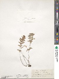 Myriopteris newberryi image