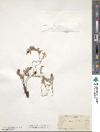 Myriopteris newberryi image