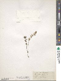 Myriopteris parryi image