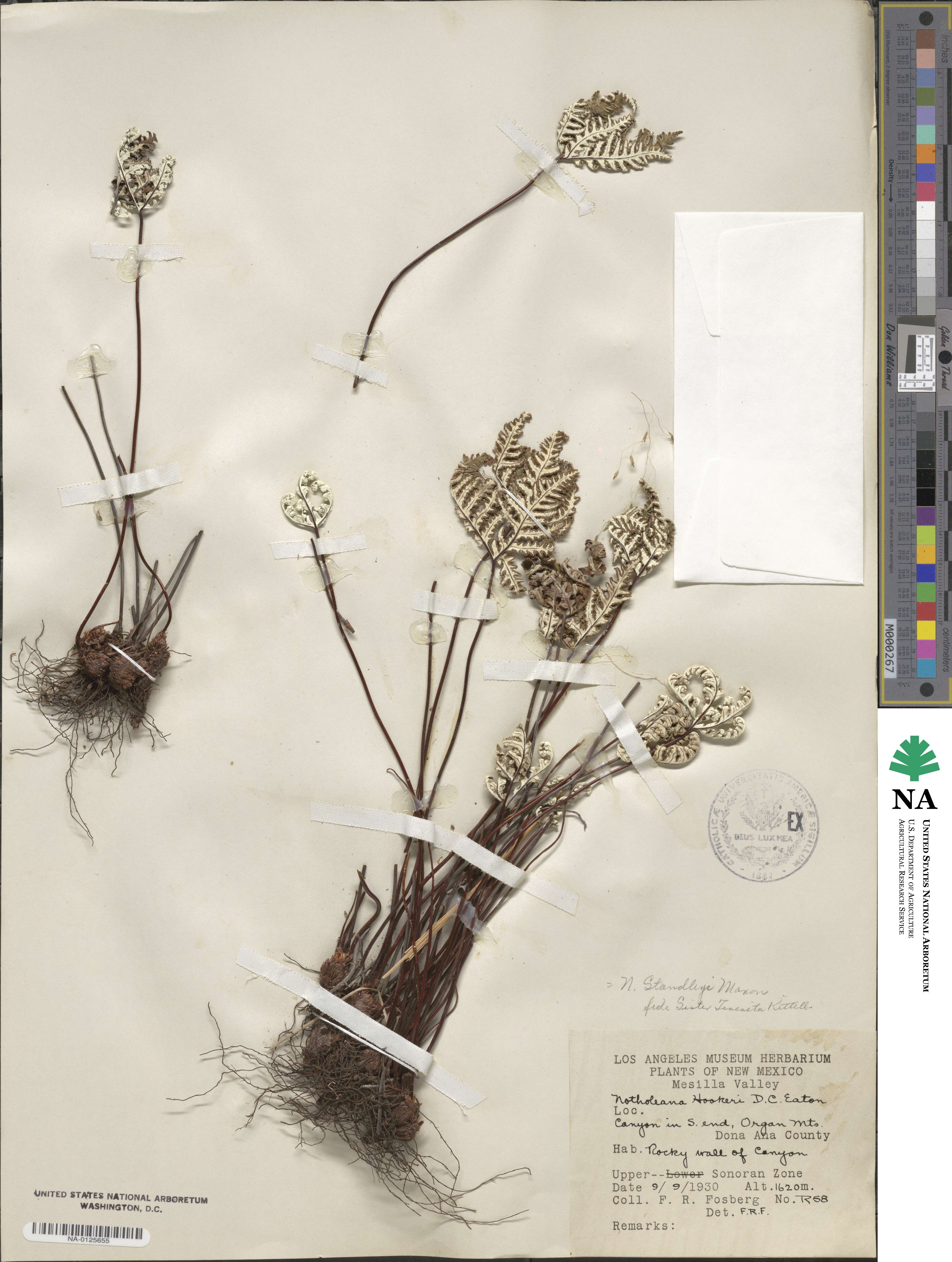 Notholaena standleyi image