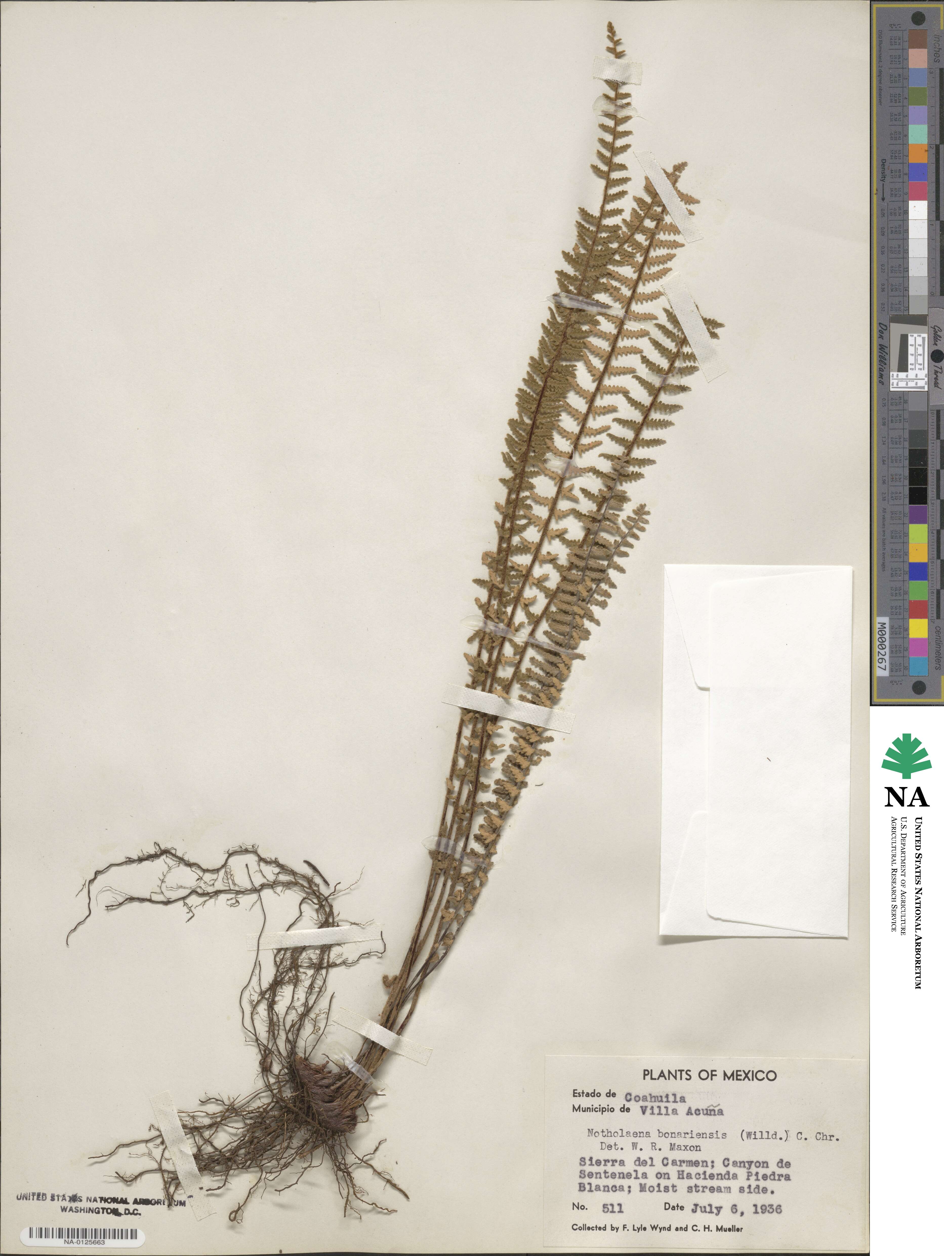Myriopteris aurea image