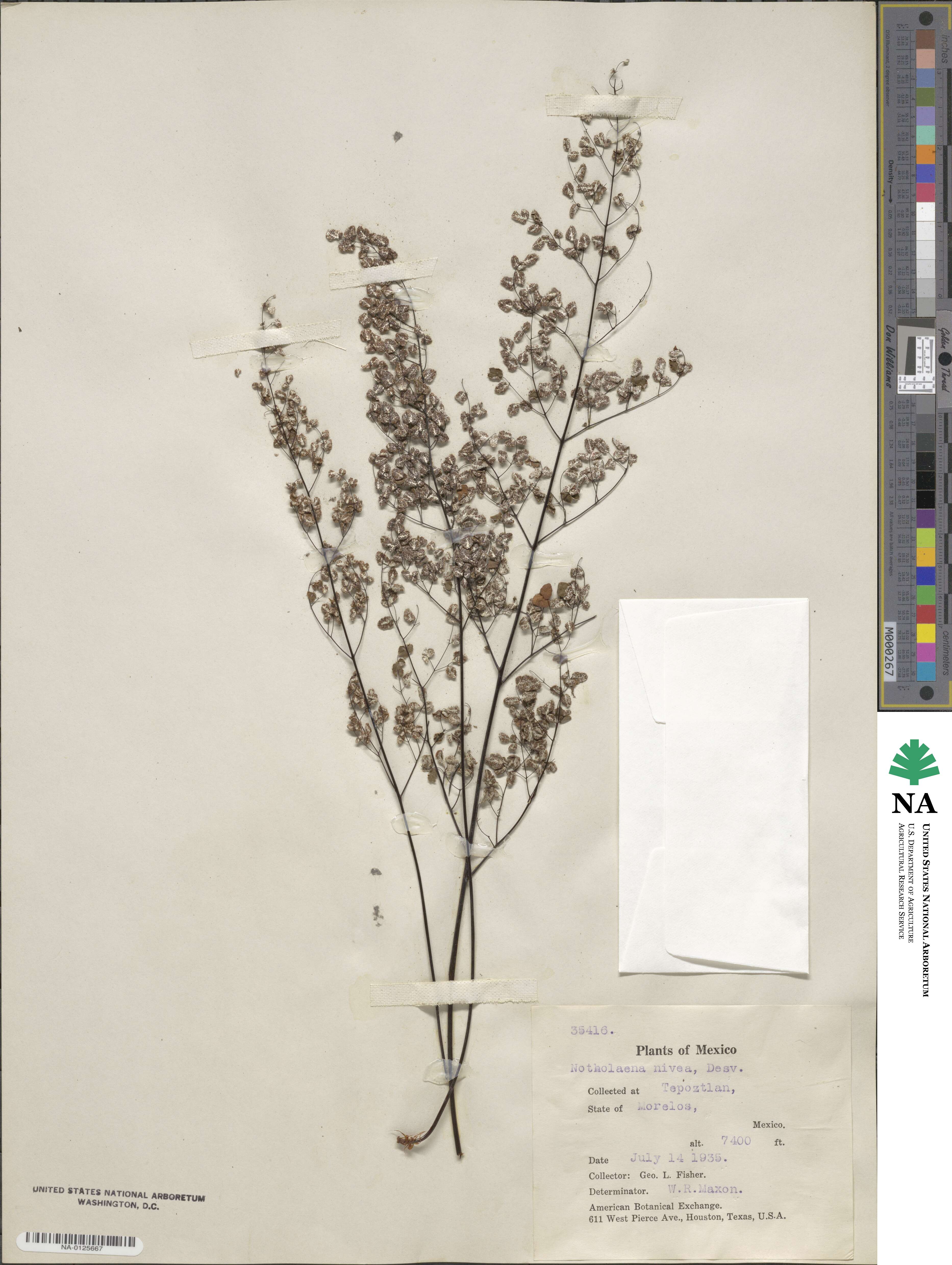 Argyrochosma nivea image