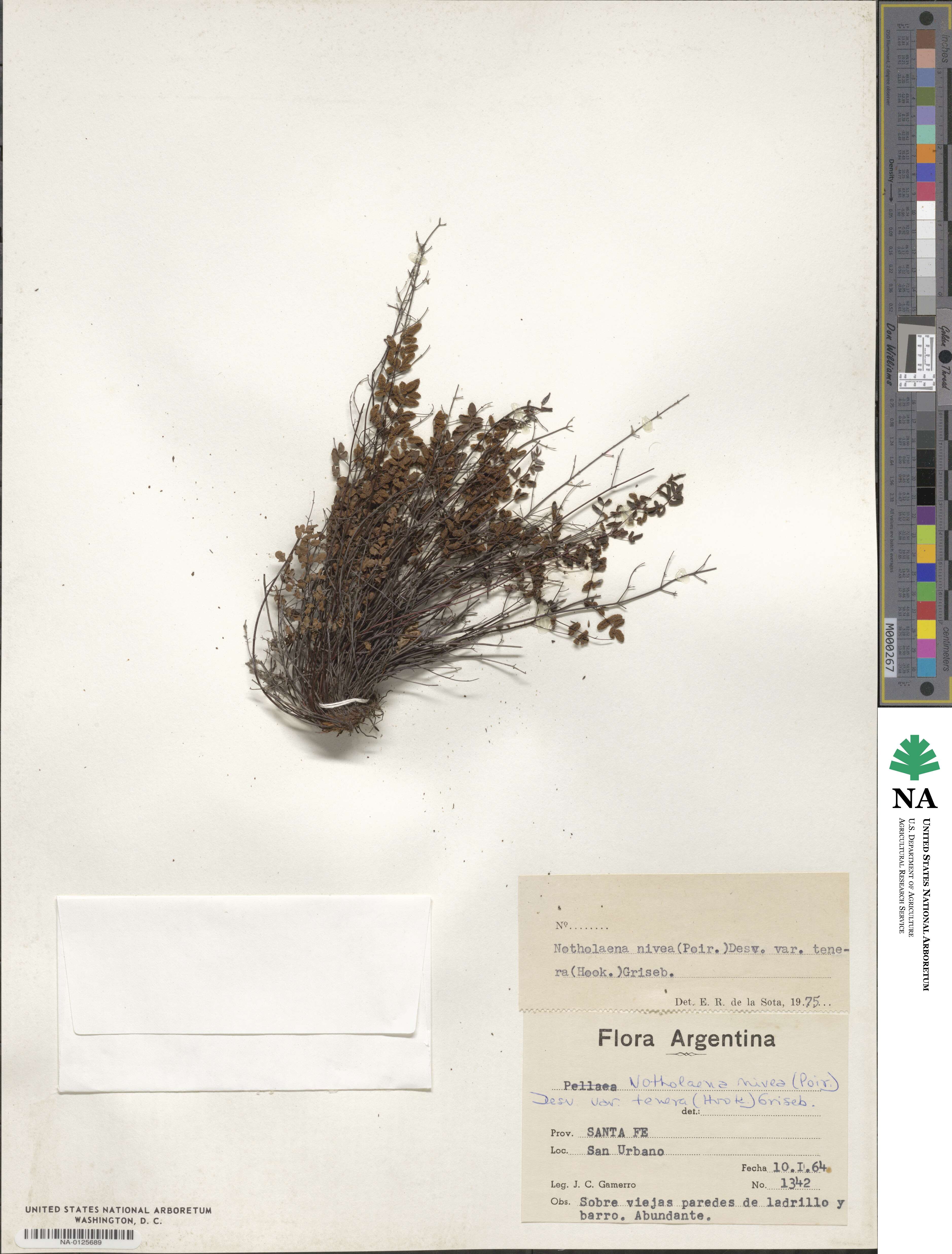 Argyrochosma nivea image