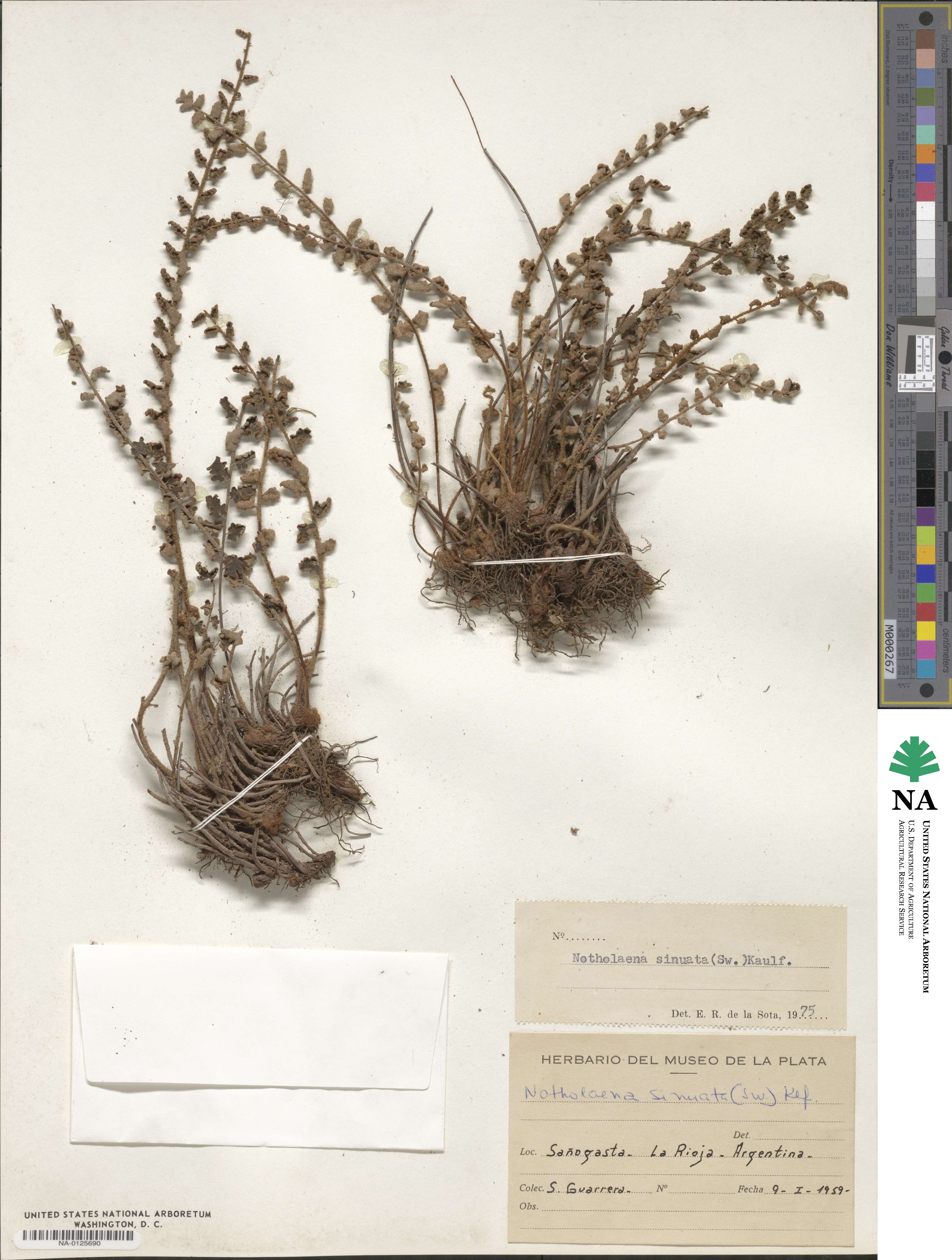 Notholaena sinuata image