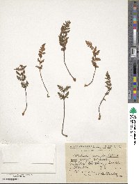 Paragymnopteris marantae subsp. marantae image