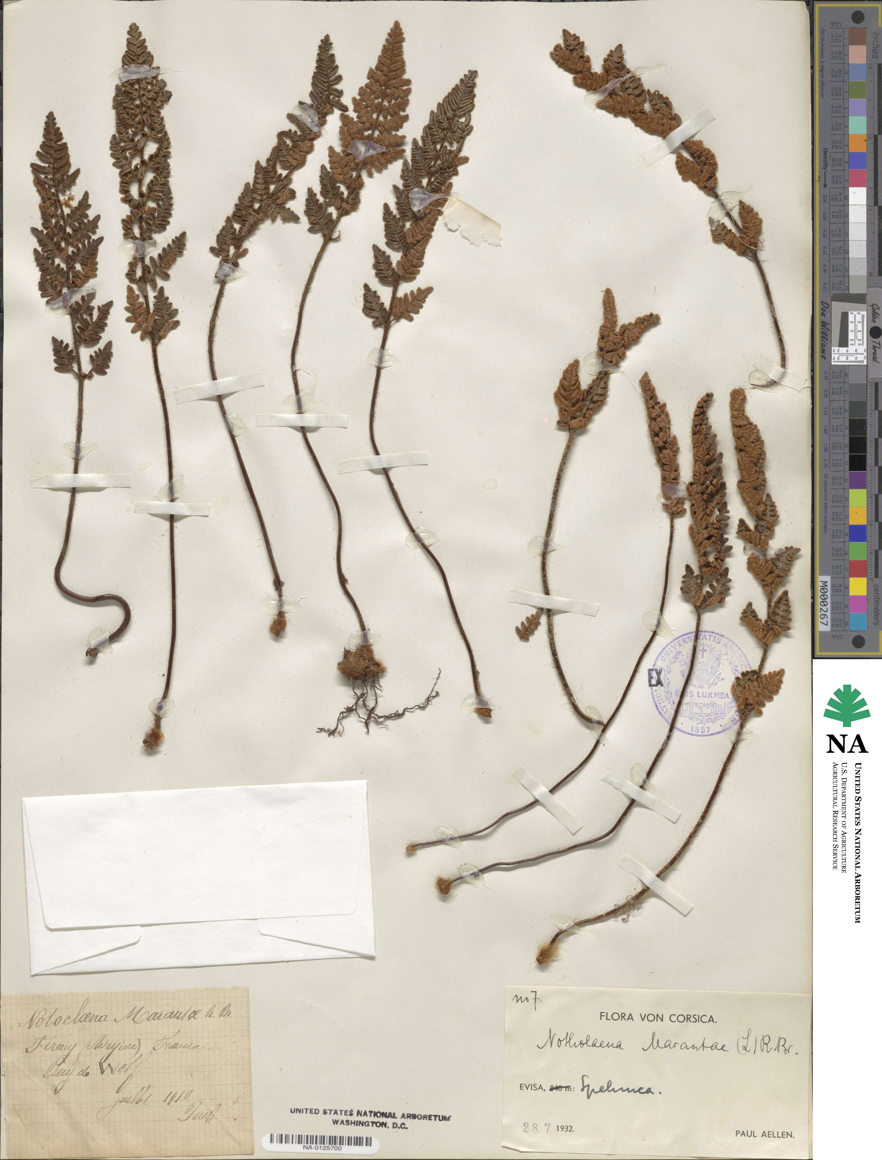 Paragymnopteris marantae subsp. marantae image