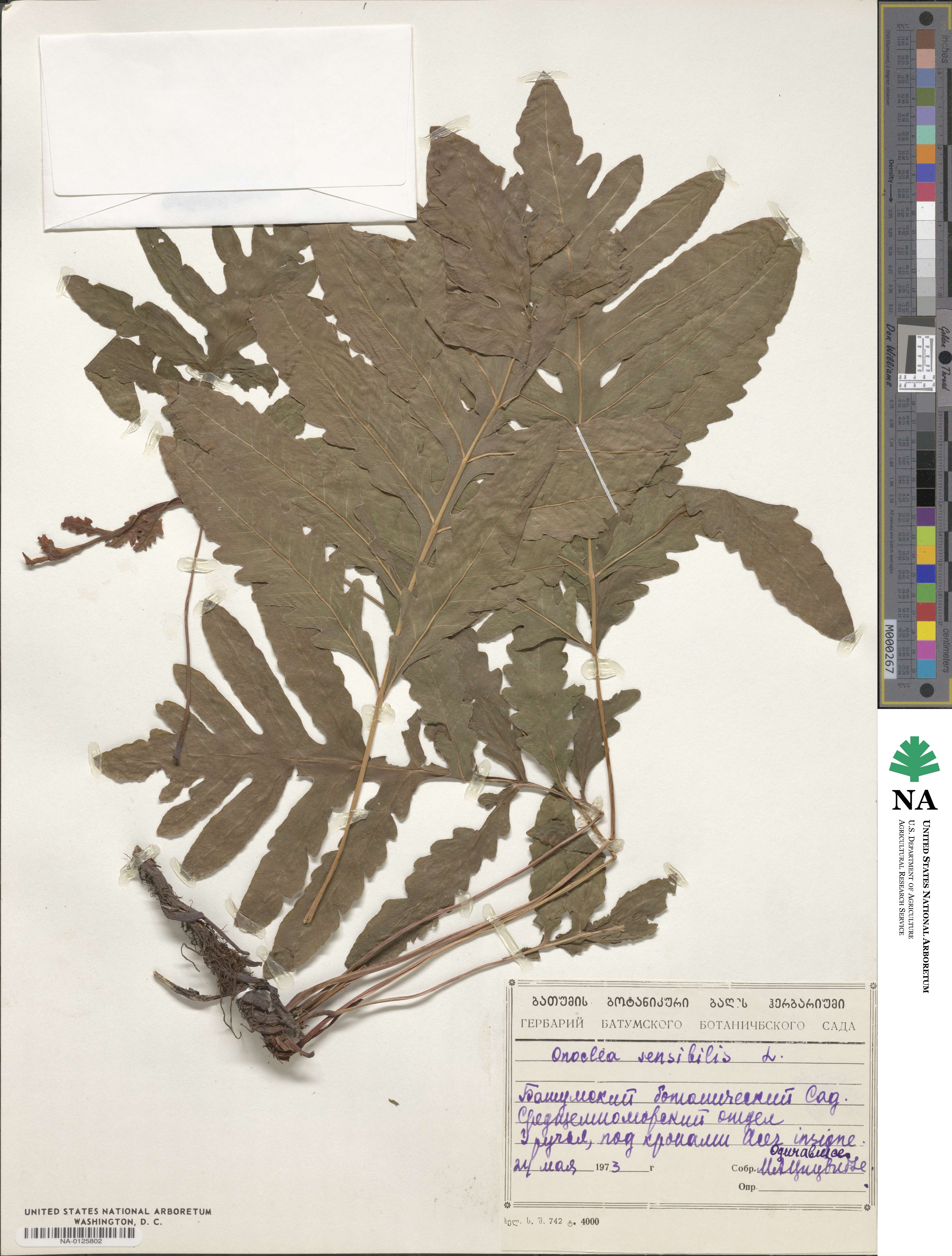 Onoclea sensibilis image