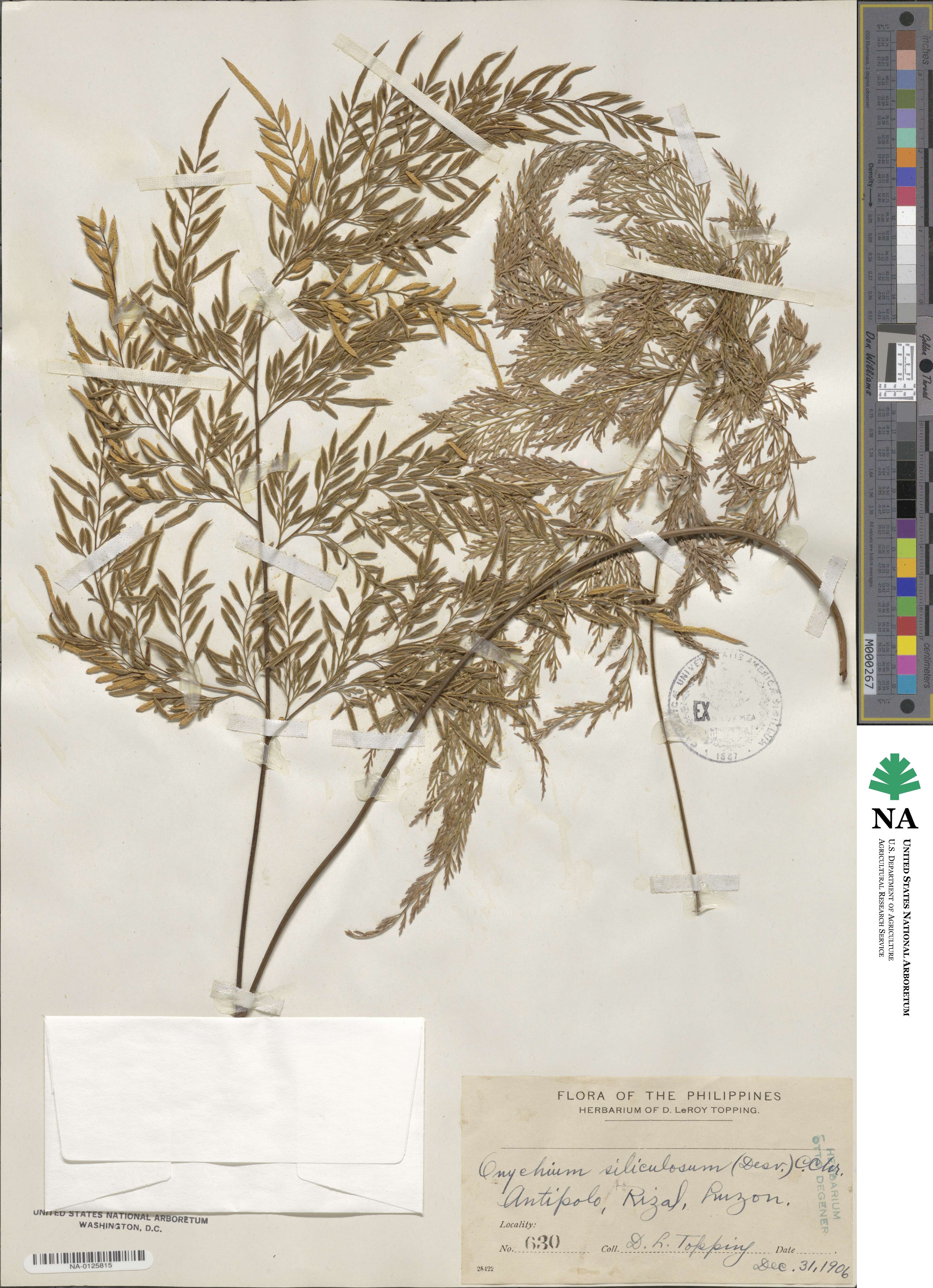 Onychium siliculosum image