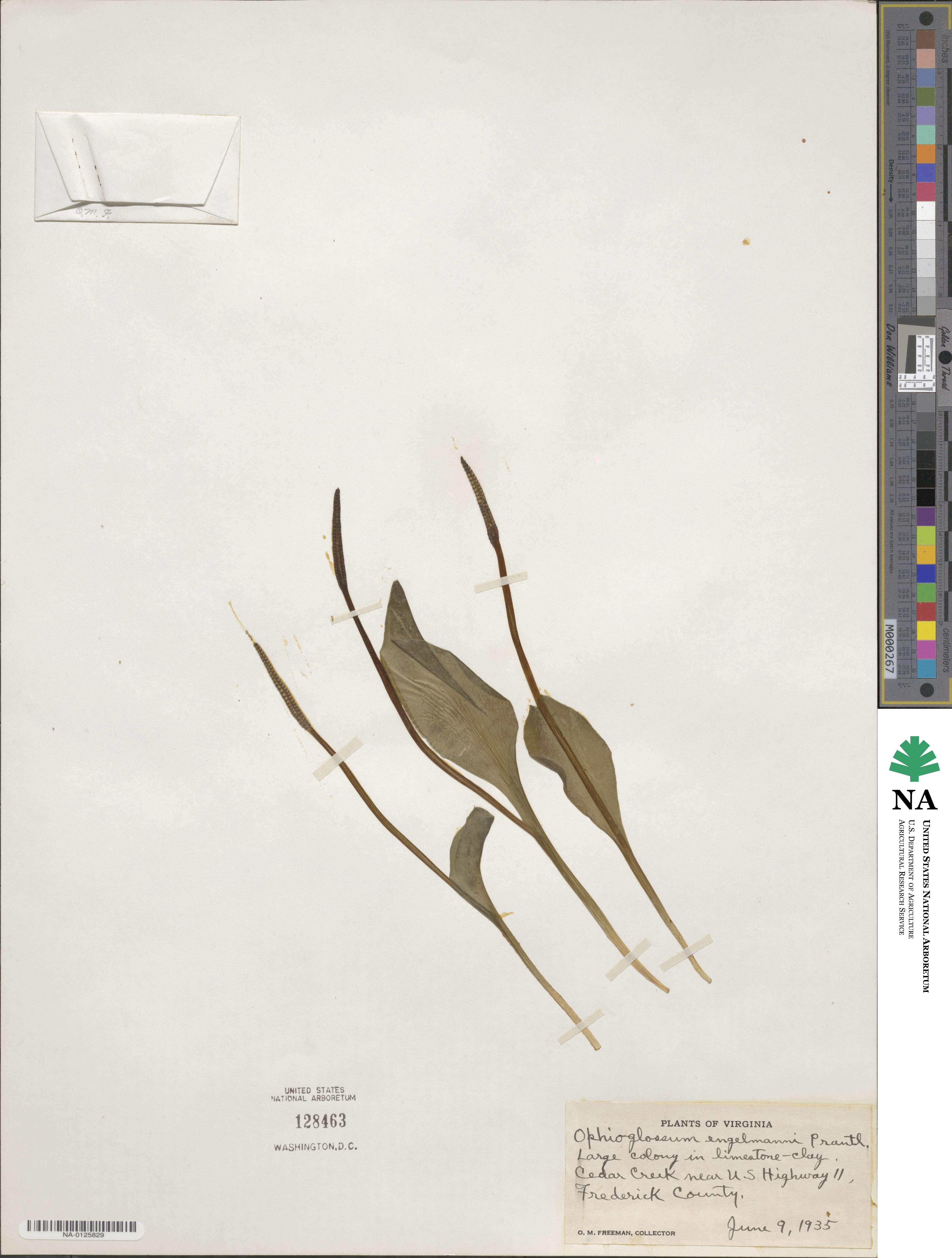 Ophioglossum engelmannii image