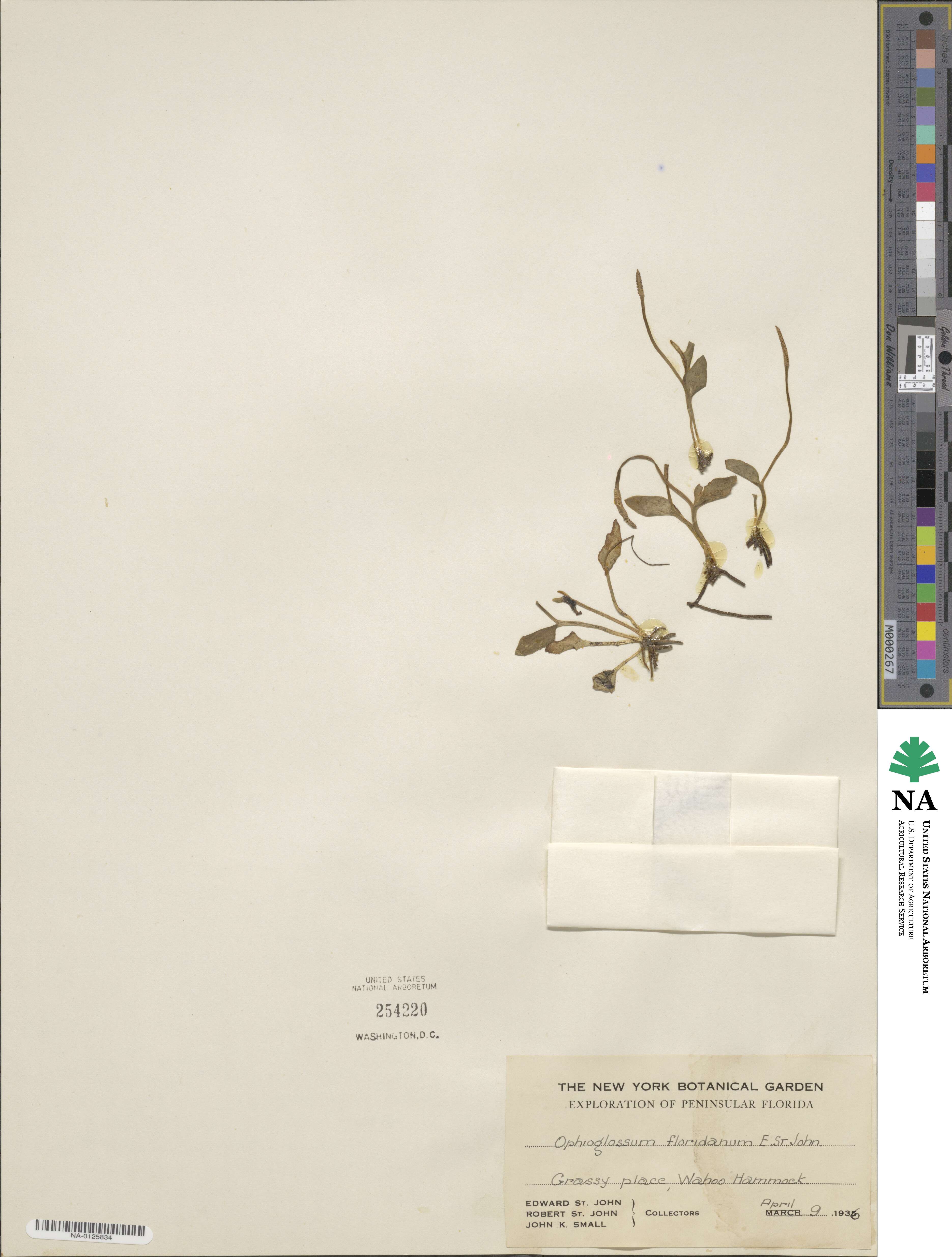 Ophioglossum petiolatum image