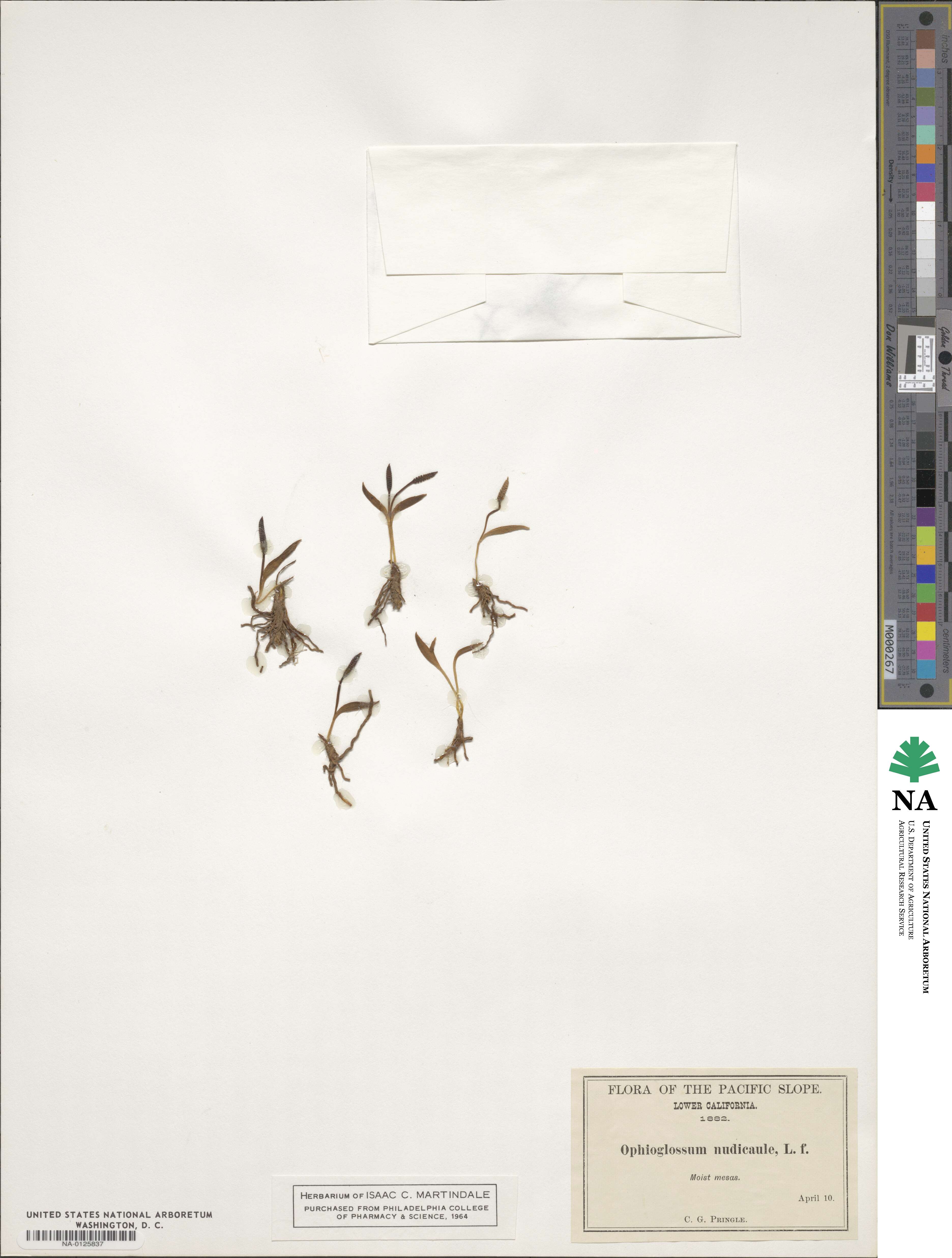 Ophioglossum nudicaule image