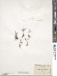 Ophioglossum nudicaule image