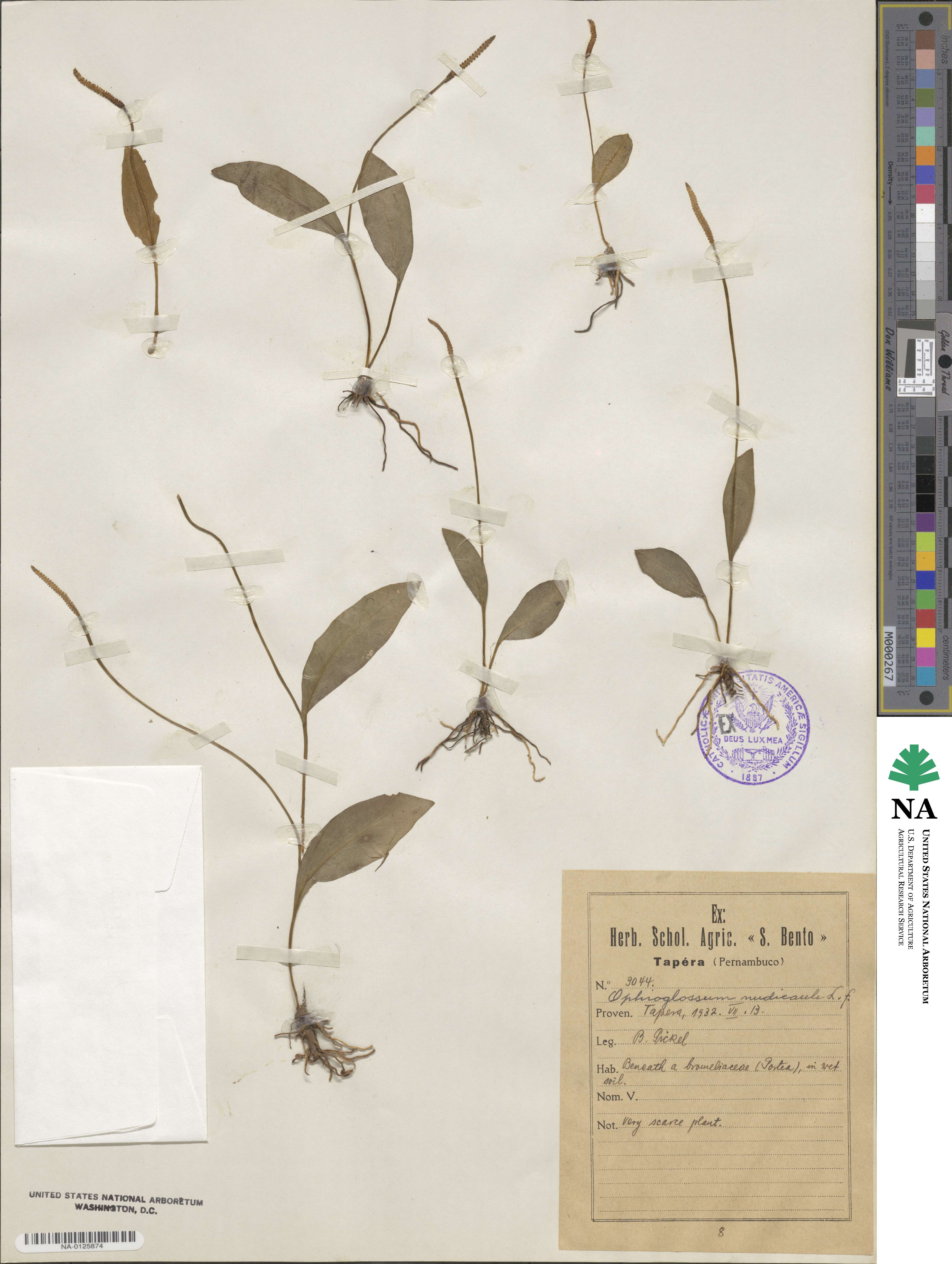 Ophioglossum nudicaule image