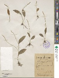 Ophioglossum nudicaule image