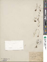 Ophioglossum lusitanicum image