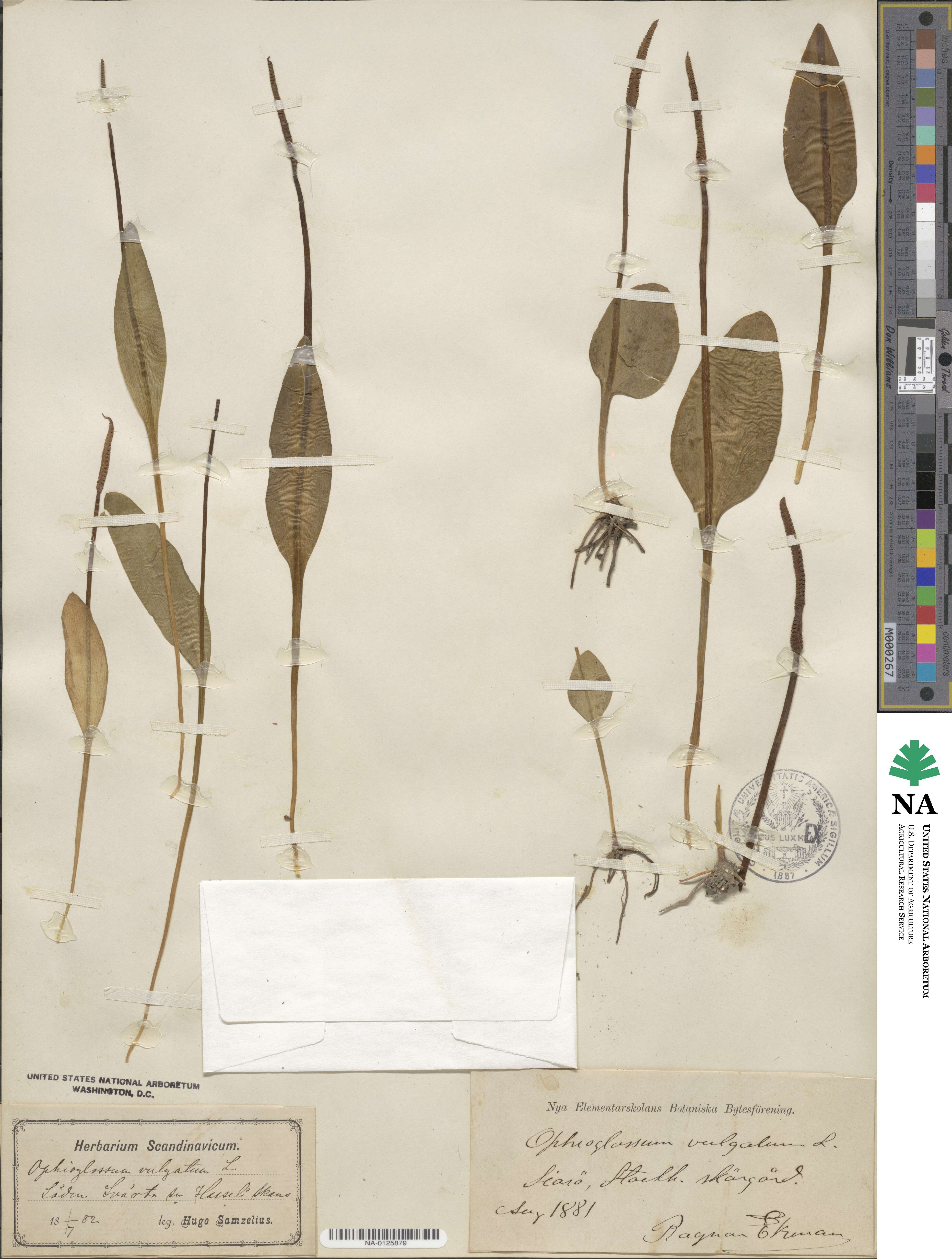 Ophioglossum vulgatum image