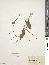 Ophioglossum vulgatum image