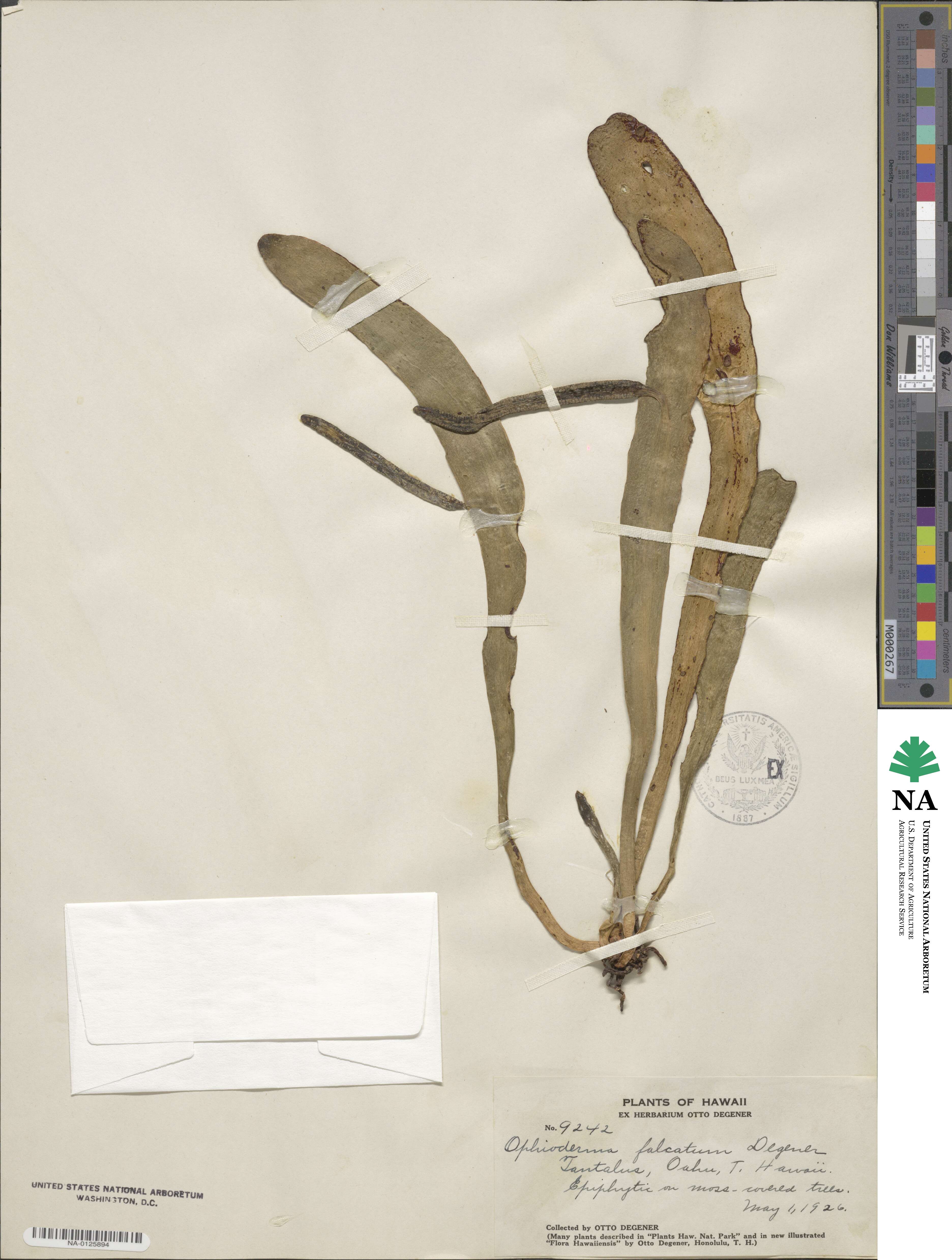 Ophioderma image