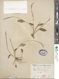 Ophioglossum nudicaule image