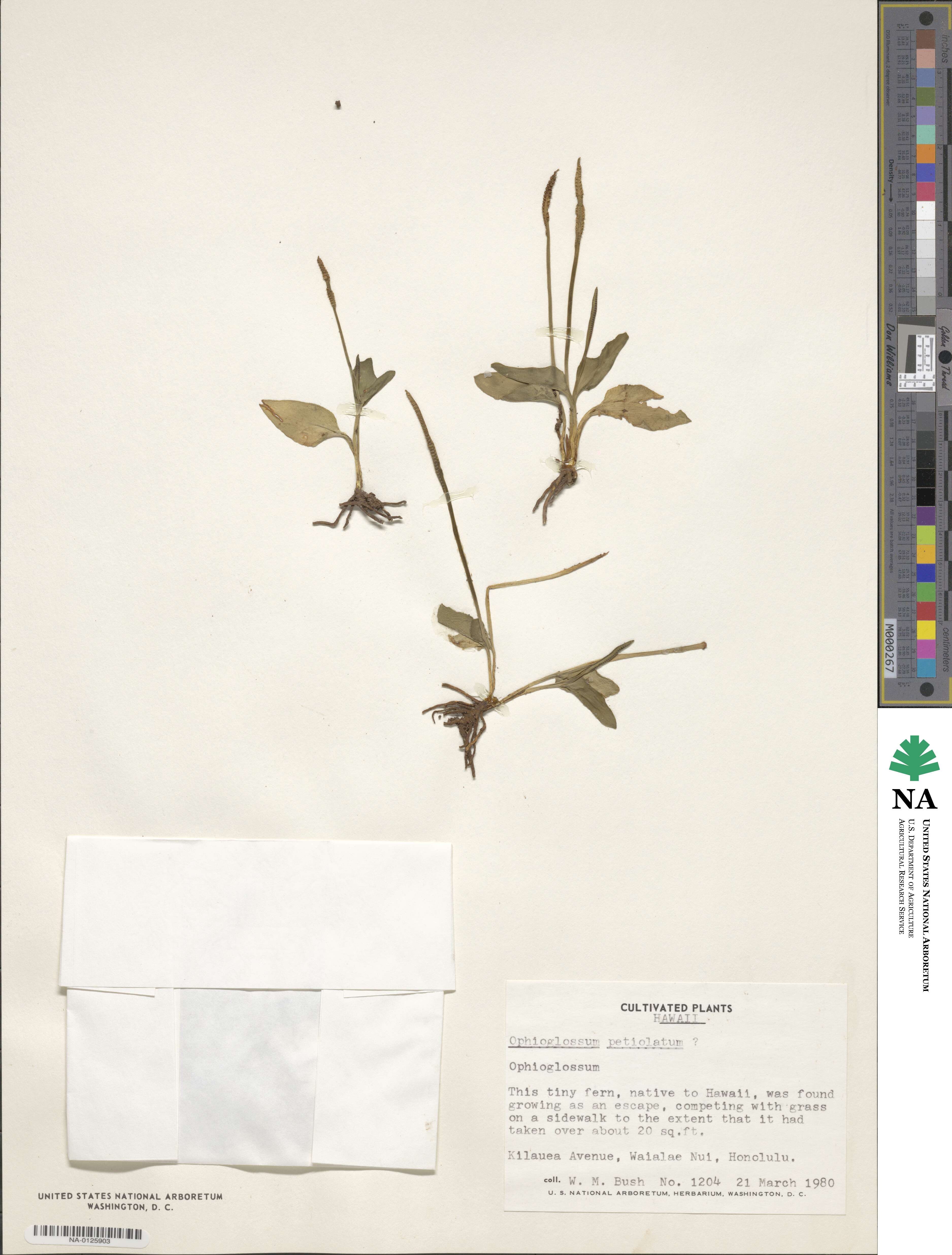 Ophioglossum petiolatum image