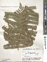 Osmundastrum cinnamomeum image