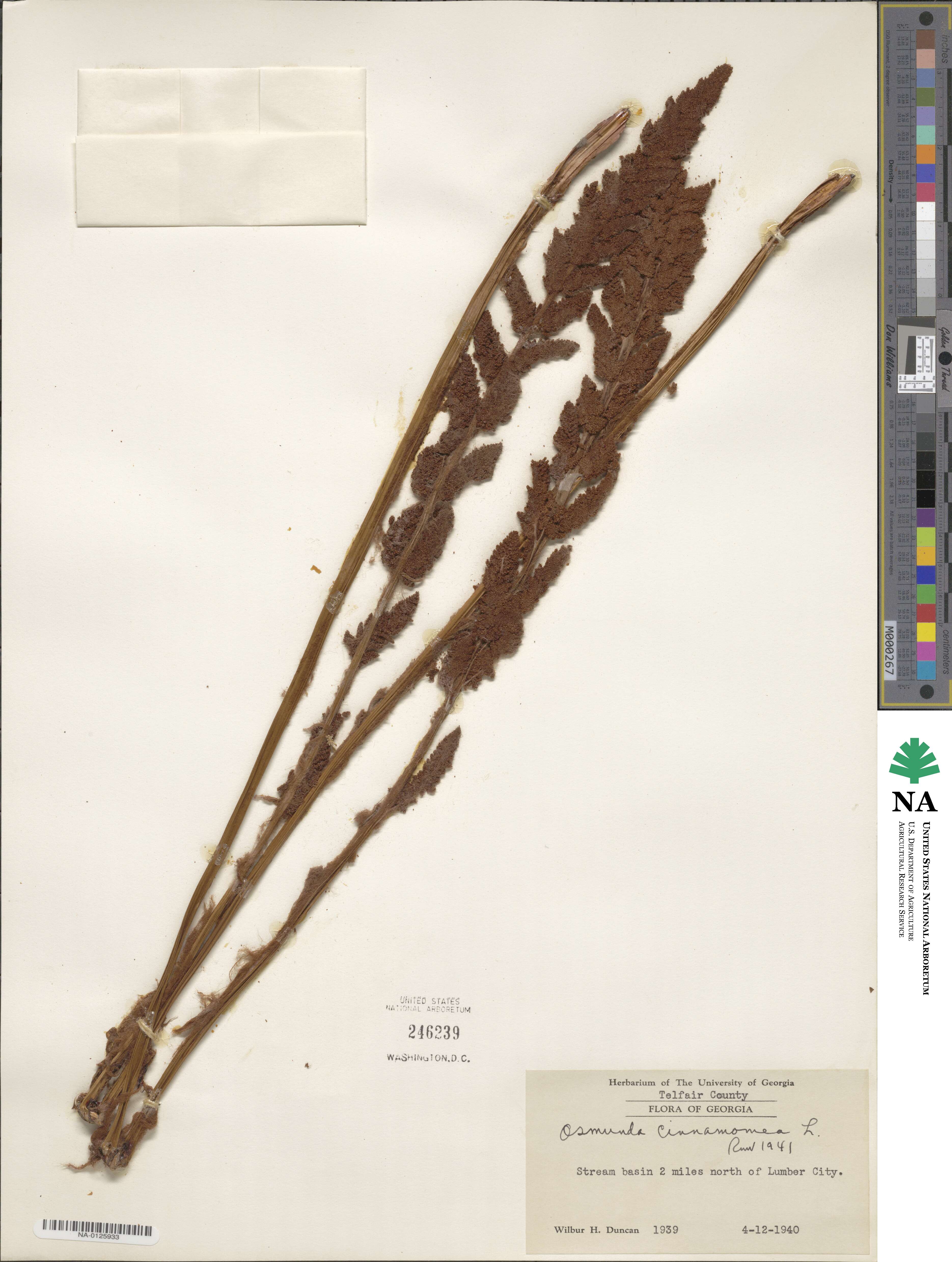 Osmundastrum cinnamomeum image