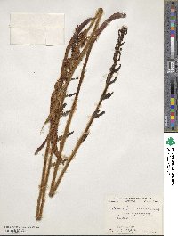 Osmundastrum cinnamomeum image