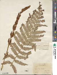 Osmundastrum cinnamomeum image