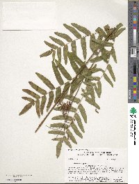 Osmunda regalis image