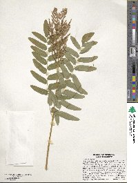 Osmunda regalis image