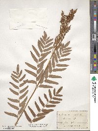 Osmunda regalis image