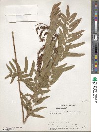 Osmunda regalis image