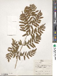 Osmunda regalis image