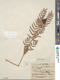 Osmunda regalis image