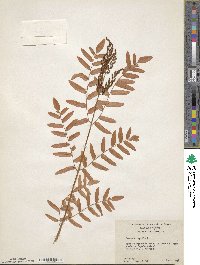 Osmunda regalis image