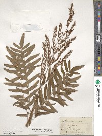 Osmunda regalis image