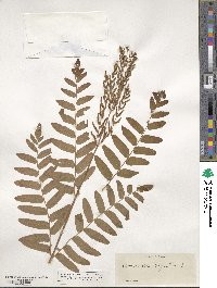 Osmunda regalis image