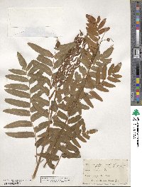 Osmunda regalis image