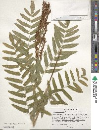 Osmunda regalis image